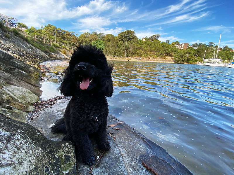 Scully at Berrys Bay