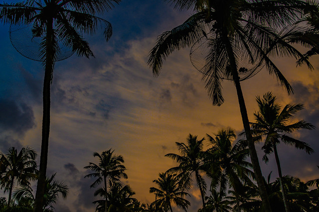 India - Kerala - Marai Beach - Coconut Palm - 2496