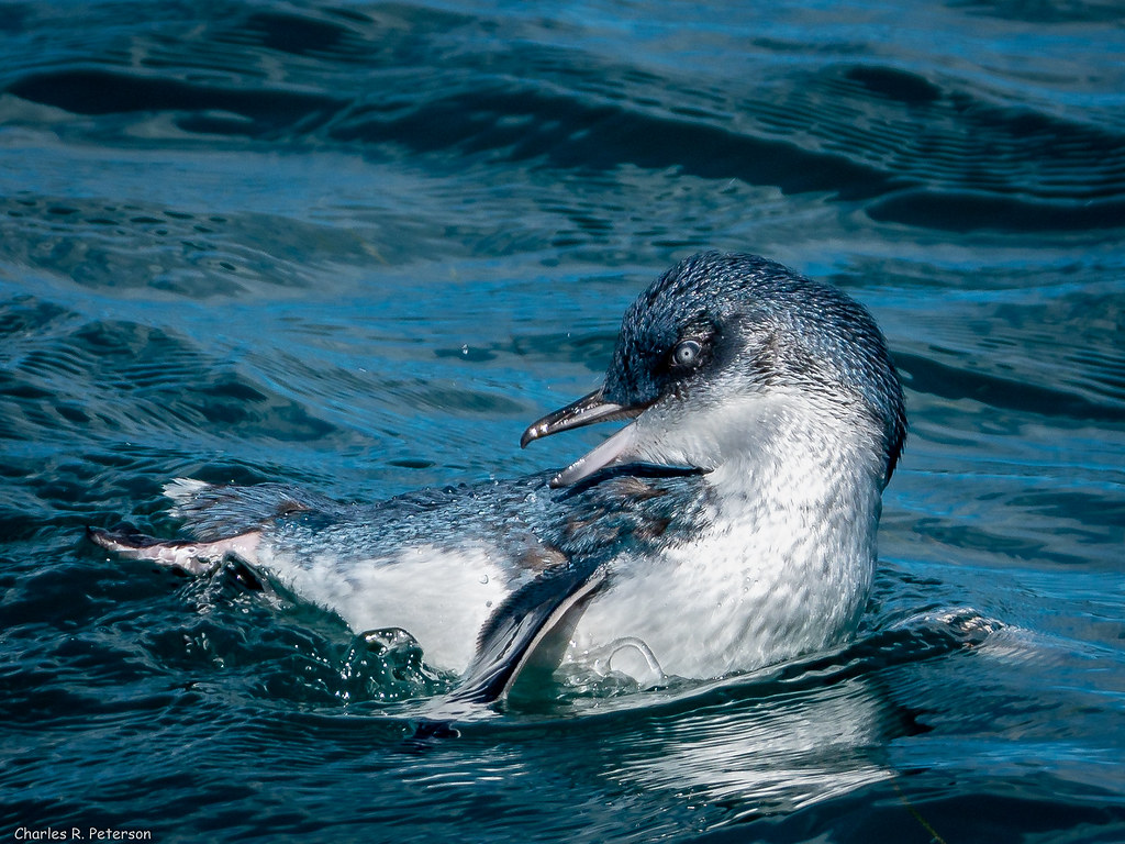 Little Blue Penguin - New Zealand | Otago Peninsula, New Zea… | Flickr