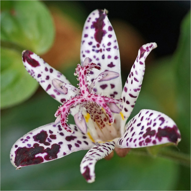 Toad Lilies (Tricyrtis)