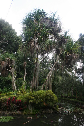 mindanao davao philippines trees