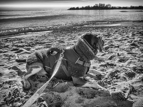 toronto lakeontario dog beach beagle canon powershotg9xmarkii bw monchrome