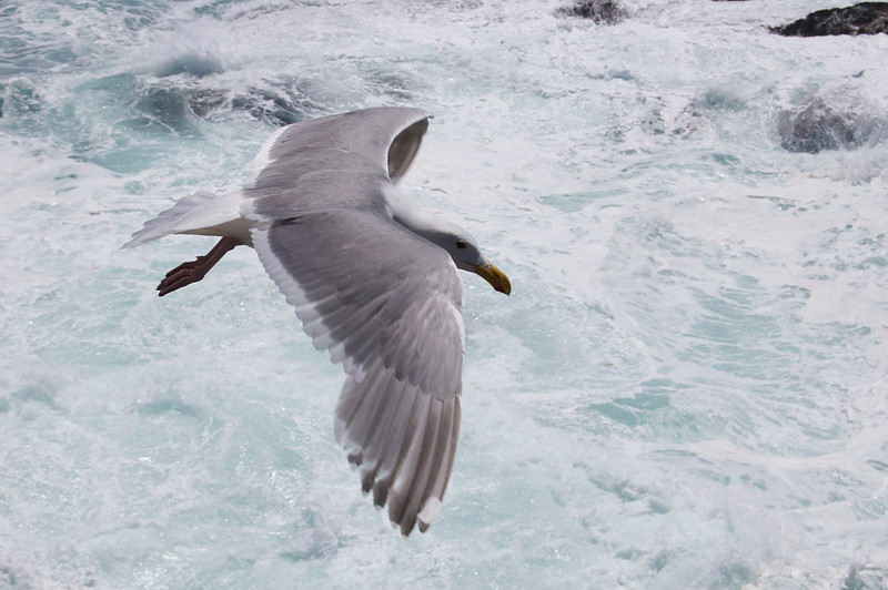 Glaucous Gull flying