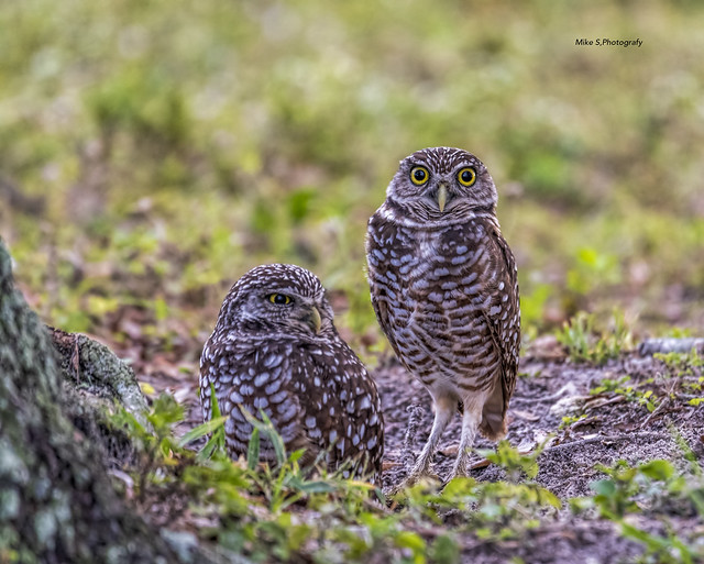 Family Burrowing owls