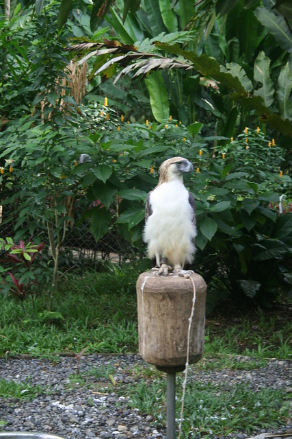 Philippine Eagle Center: Philippine Eagle