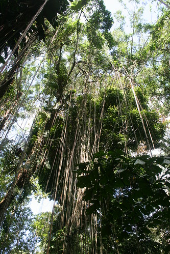 philippines mindanao davao trees