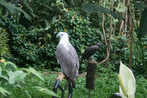 philippines mindanao davao eagle