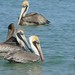 Flickr photo 'Brown Pelicans (Pelecanus occidentalis) adults and juveniles ...' by: Bernard DUPONT.