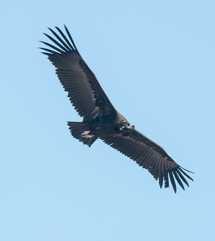 Cinereous Vulture flying