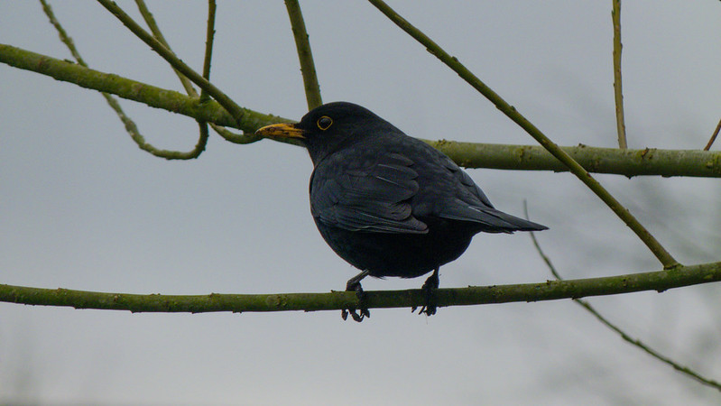 Male blackbird looking round