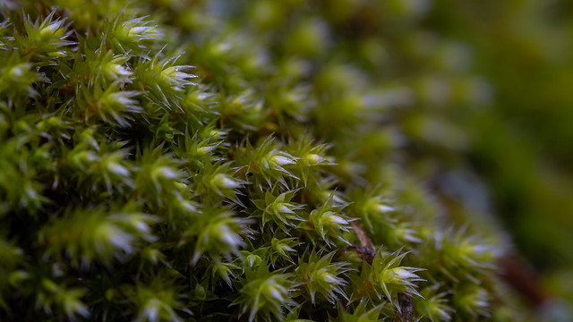 flowered moss