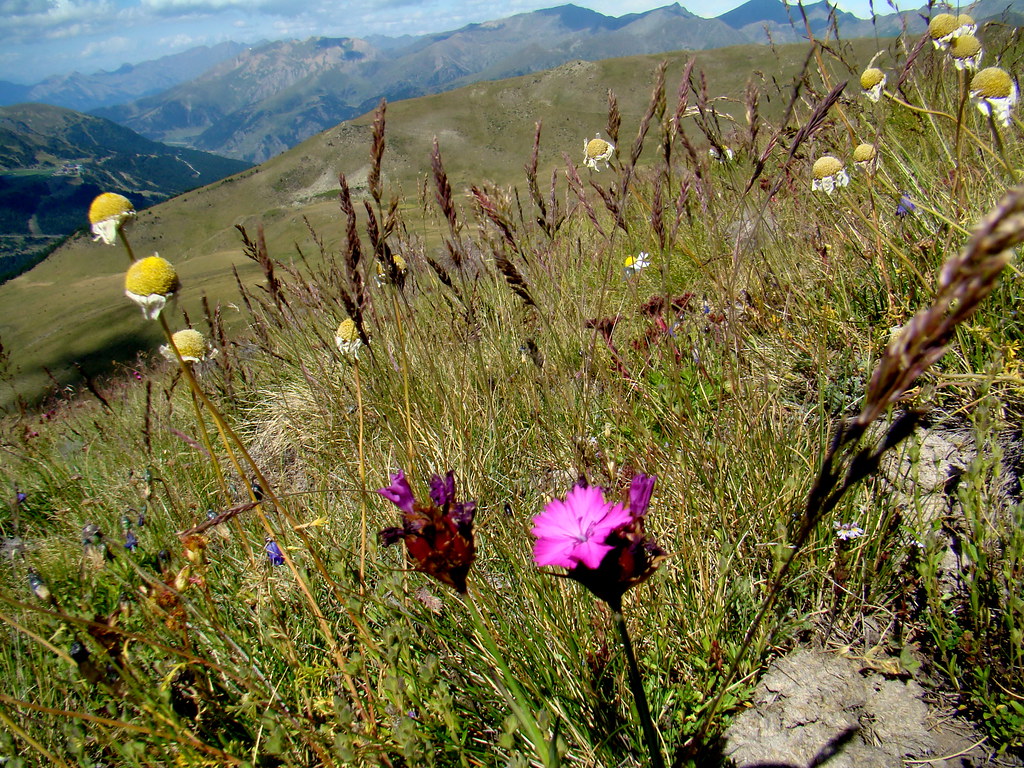 Flora de Andorra 08