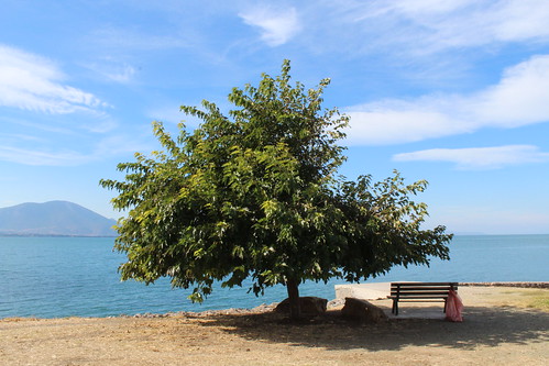 tree sea beach travel landscape bench greece evia artaki ελλάδα αρτάκη εύβοια nature