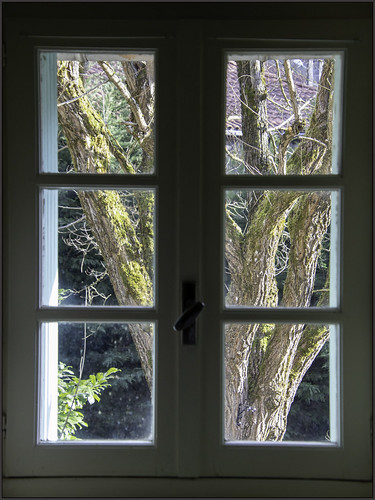 2020 france malvezie window tree sunlight wintersun view windowpanes