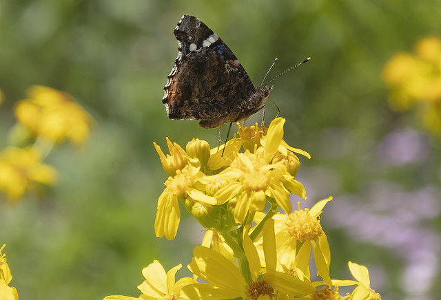 Butterfly on Yellow Flower 10