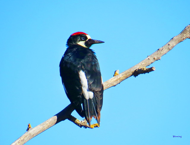 Acorn Woodpecker 8909