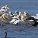 Flickr photo 'American White Pelicans (Pelecanus erythrorhynchos)' by: Bernard DUPONT.