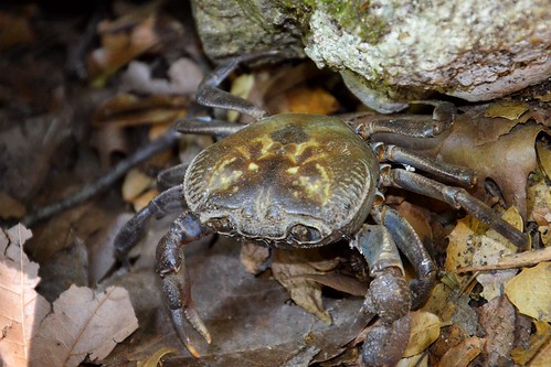 crab crustaceans animals nature valleyofbutterflies rhodes greece fauna wildlife