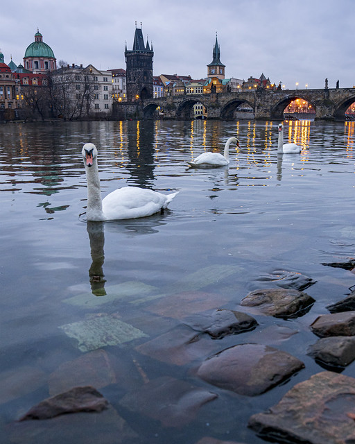 A Swans View In Prague