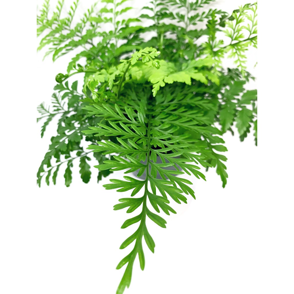 Mother Fern