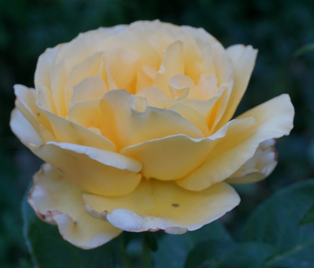 The Yellow Rose of the Western rose garden..