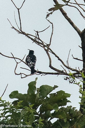 29hawkseagleskites birds kerala india asia blackbaza