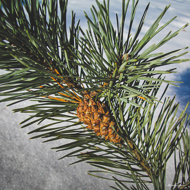 Pine Cone on snow - Cône de pin sur la neige