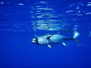 Tuna Fishing Gloucester MA