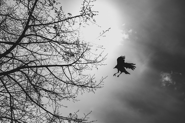 When the raven flies