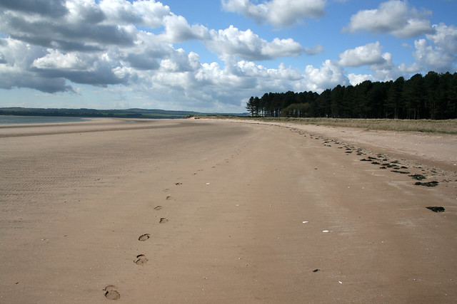 The coast at Tentsmuir Forest