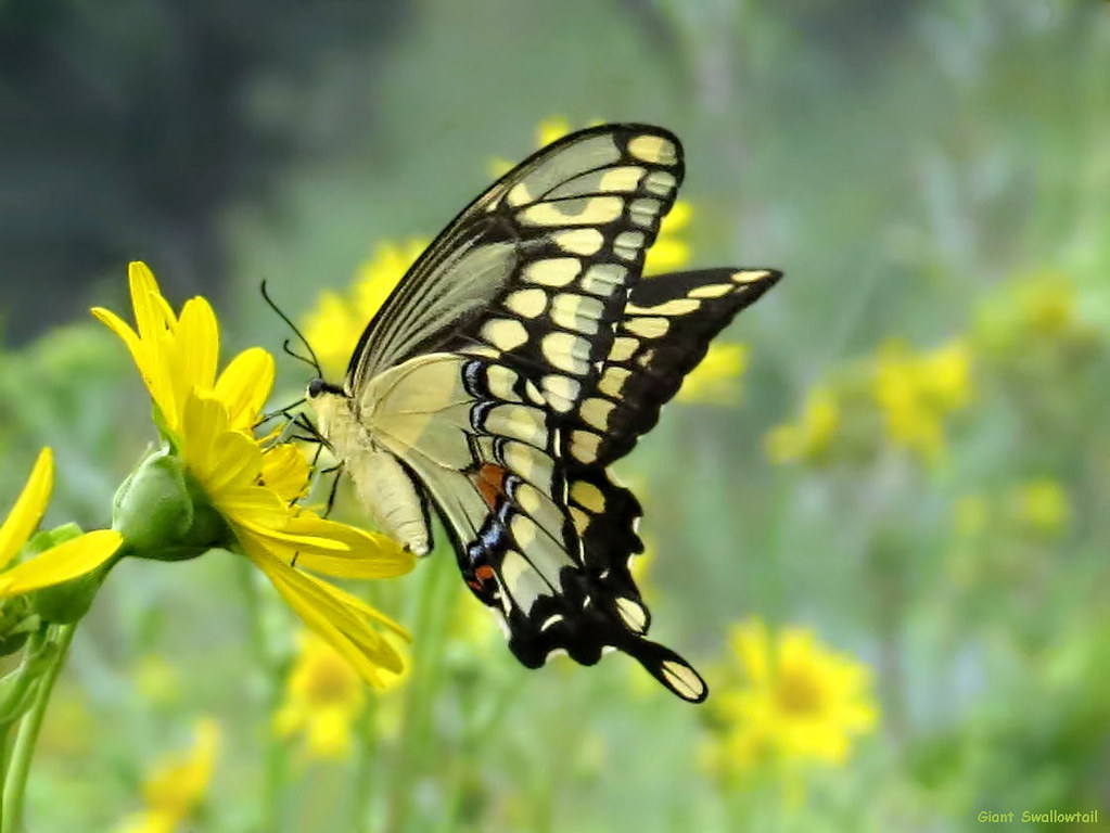 Giant Swallowtail - Papilio cresphontes - Papilioninae: Swallowtail Family