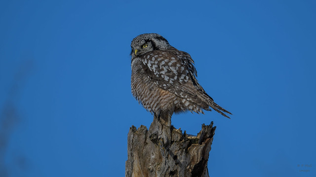 Northern Hawk Owl  6921
