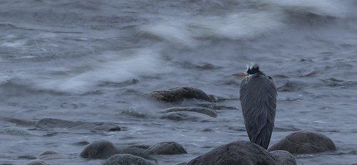 Heron on a stormy day by Ann and Chris, As always, many thanks for taking the time to view, fave and comment. That's very much appreciatedhe