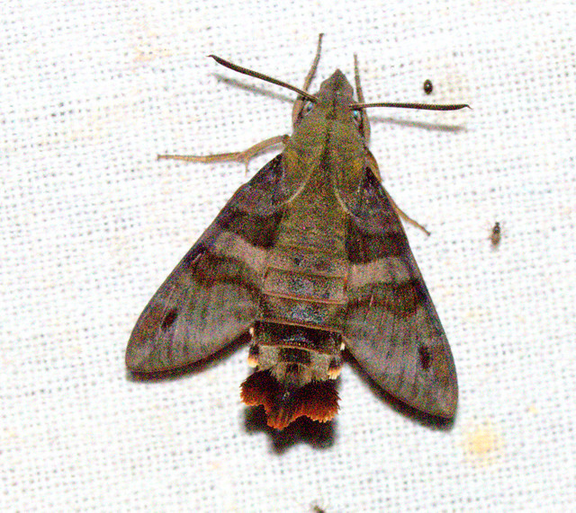 ecosystem/fauna/Brown-spotted Hawkmoth(Macroglossum assimilis) Male