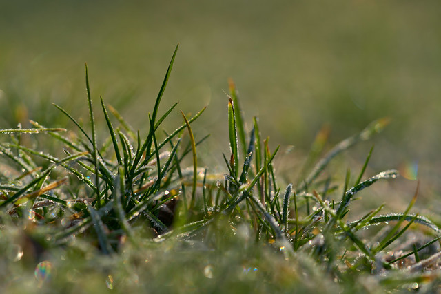 Green Grass in Winter Sun