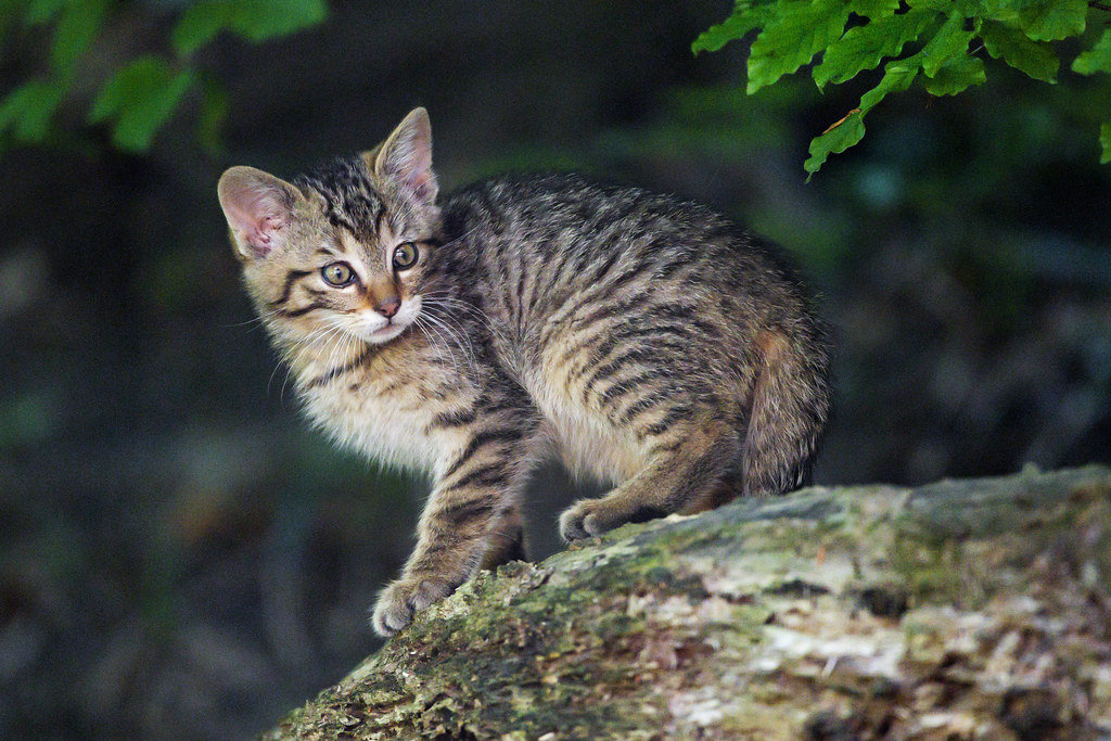 Kitten posing on the log