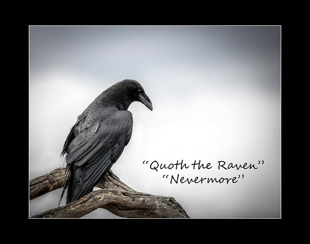 Everytime I see a raven this quote by Edgar Allan Poe comes to mind!!!!