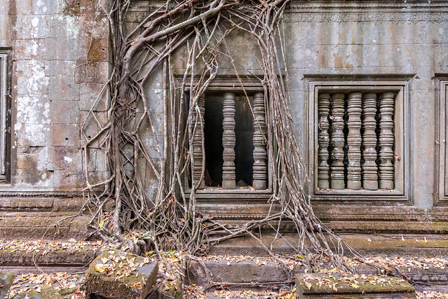 Roots and windows