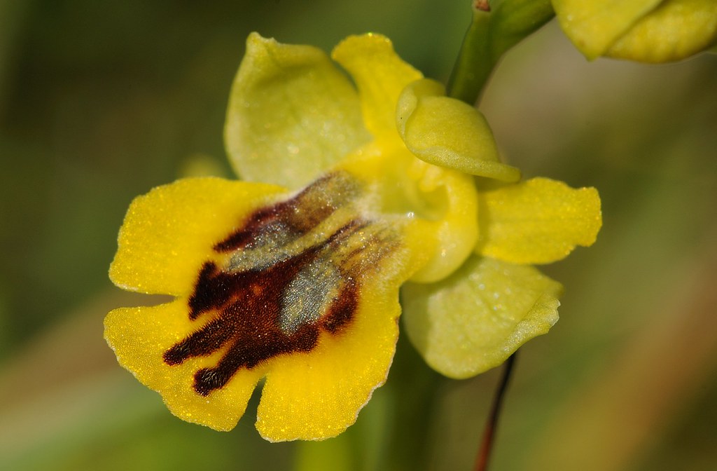Korsische Ragwurz, Ophrys corsica