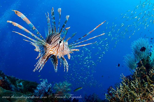 Myanmar diving
