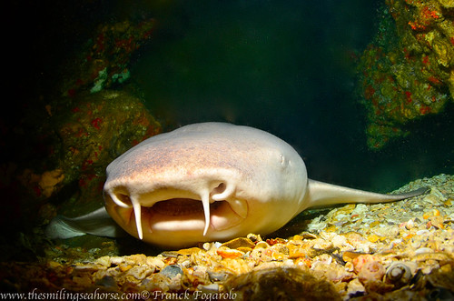 Myanmar diving