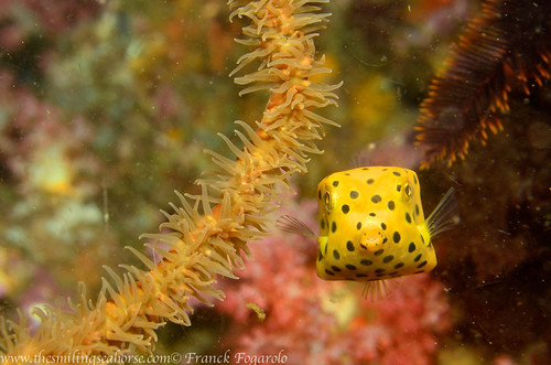 Myanmar diving