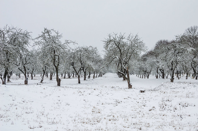 Apple orchard in the winter. The consequences of snowfall