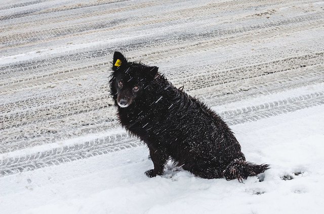 A stray dog with a yellow beacon on his ear. A stray dog during a snowfall with smart eyes