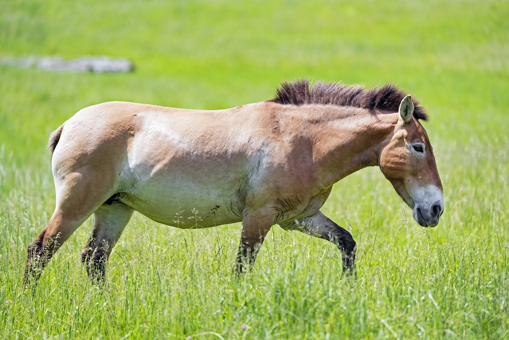 Przewalski horse walking in the grass