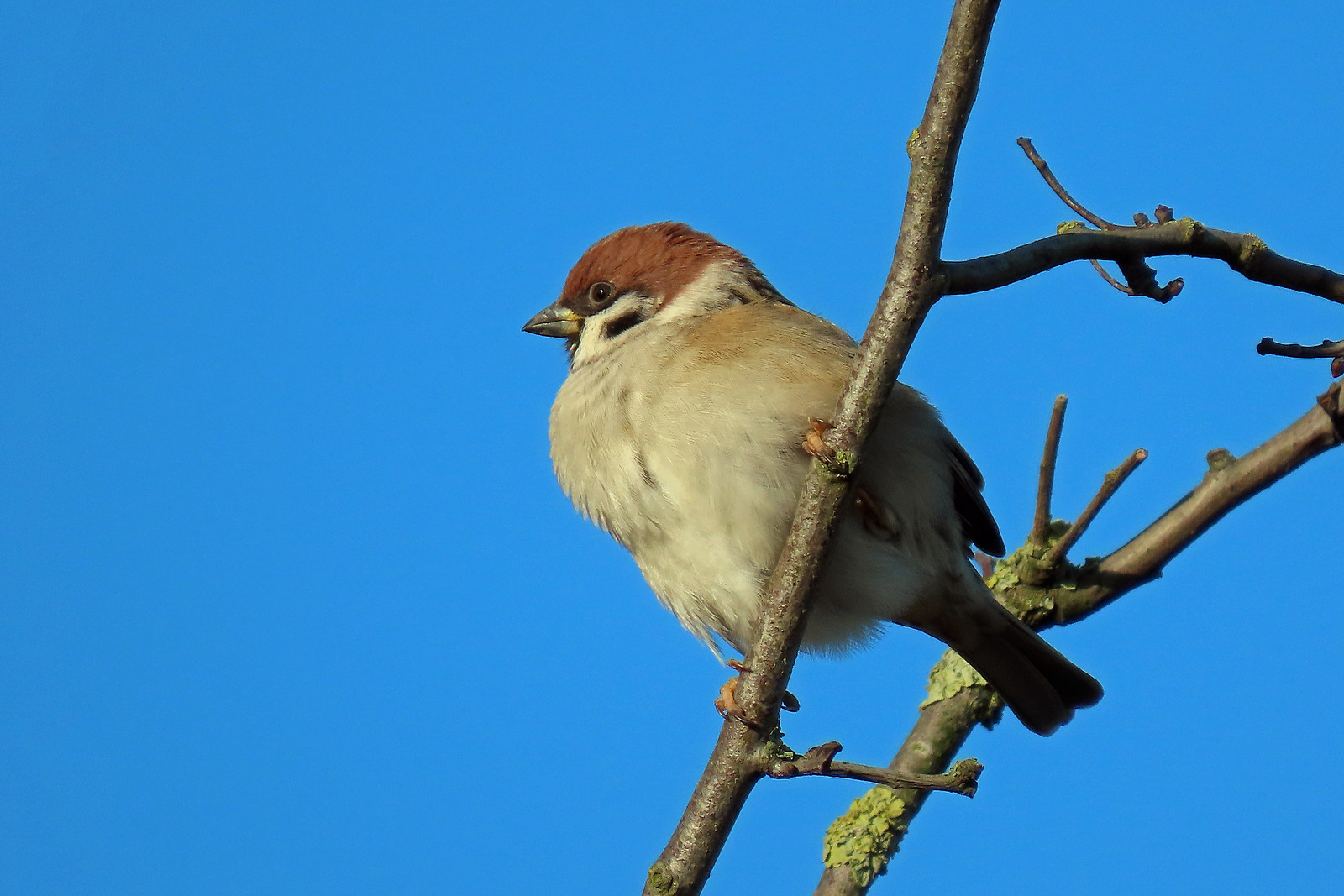 Tree Sparrow - Passer montanus