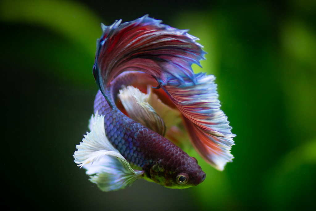 Dumbo Betta: Unveiling the Enchantment of One of the Most Beautiful Betta Fish on Planet Earth  12 different types of betta fish for Your Home Aquarium