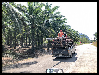 Palmolie werkers