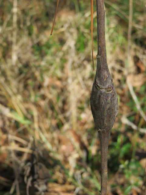 Goldenrod Gall Fly