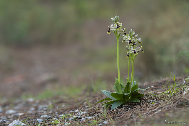 Ophrys-tenthredinifera-